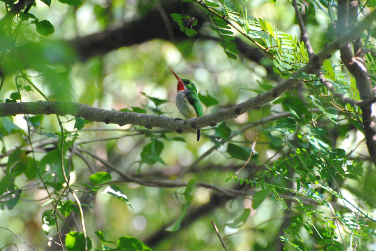 Puerto Rican Tody - ML74692301