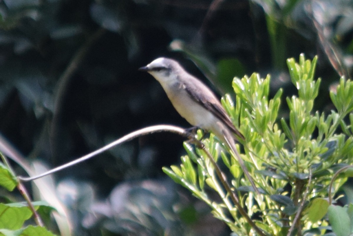 Brown-rumped Minivet - ML74693281