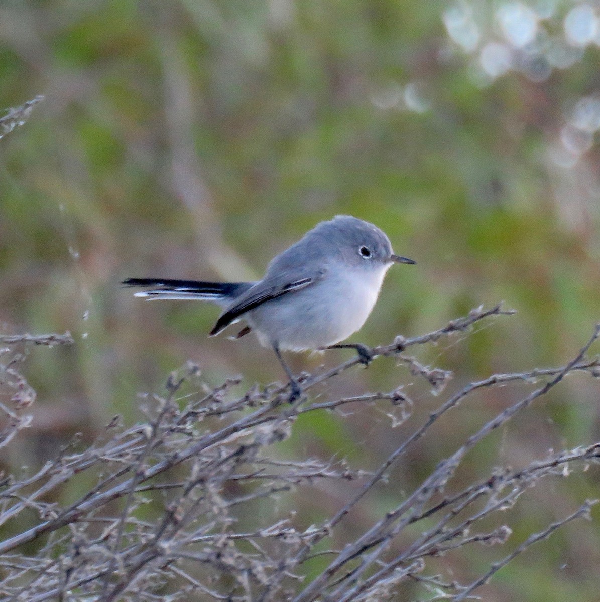 Blue-gray Gnatcatcher - ML74695081