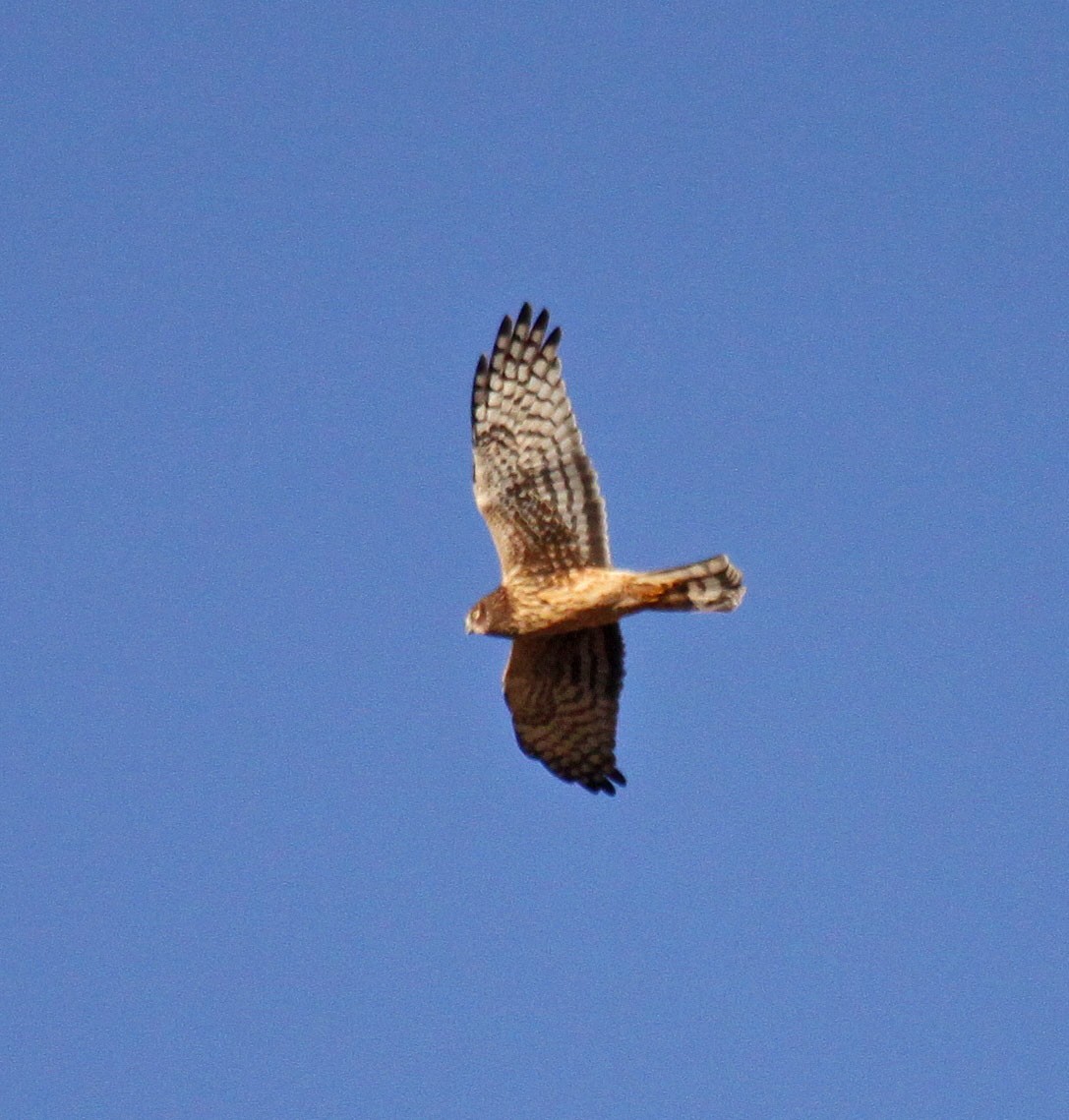 Northern Harrier - Ken Schneider