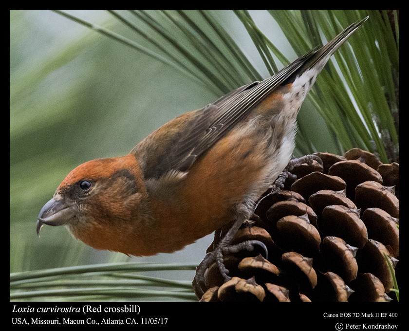 Red Crossbill - ML74696751