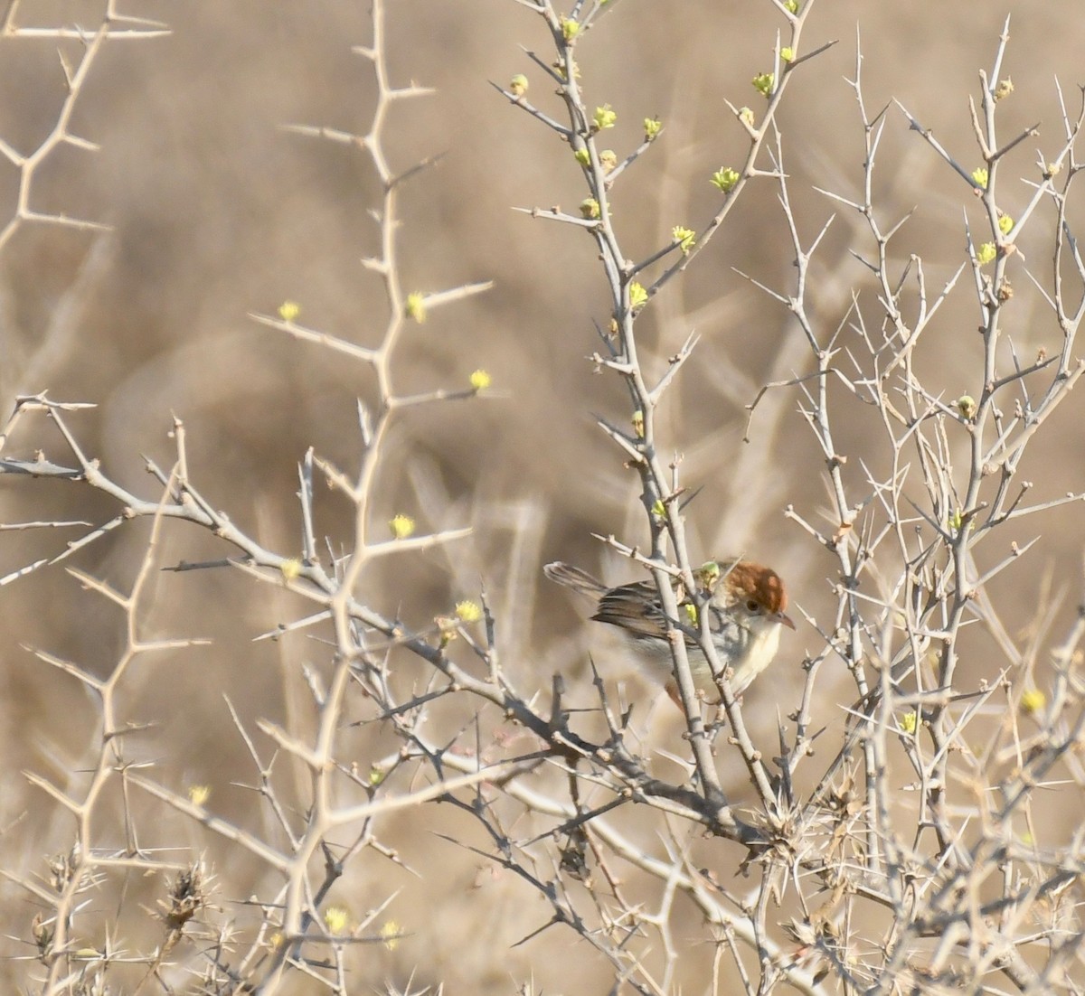 Tiny Cisticola - ML74702211