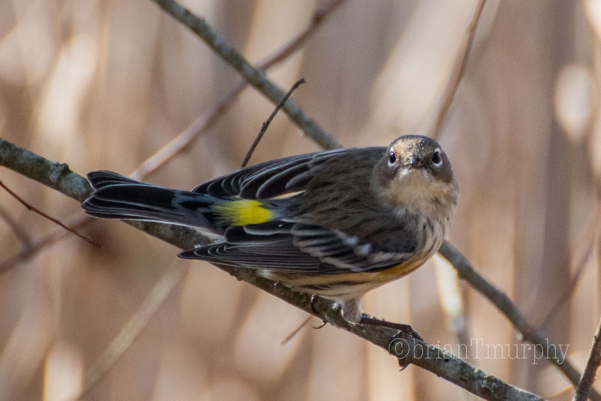 Yellow-rumped Warbler - Brian Murphy