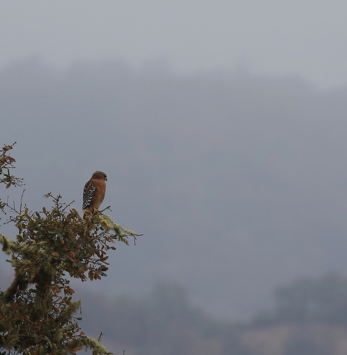 Red-shouldered Hawk - ML74704191