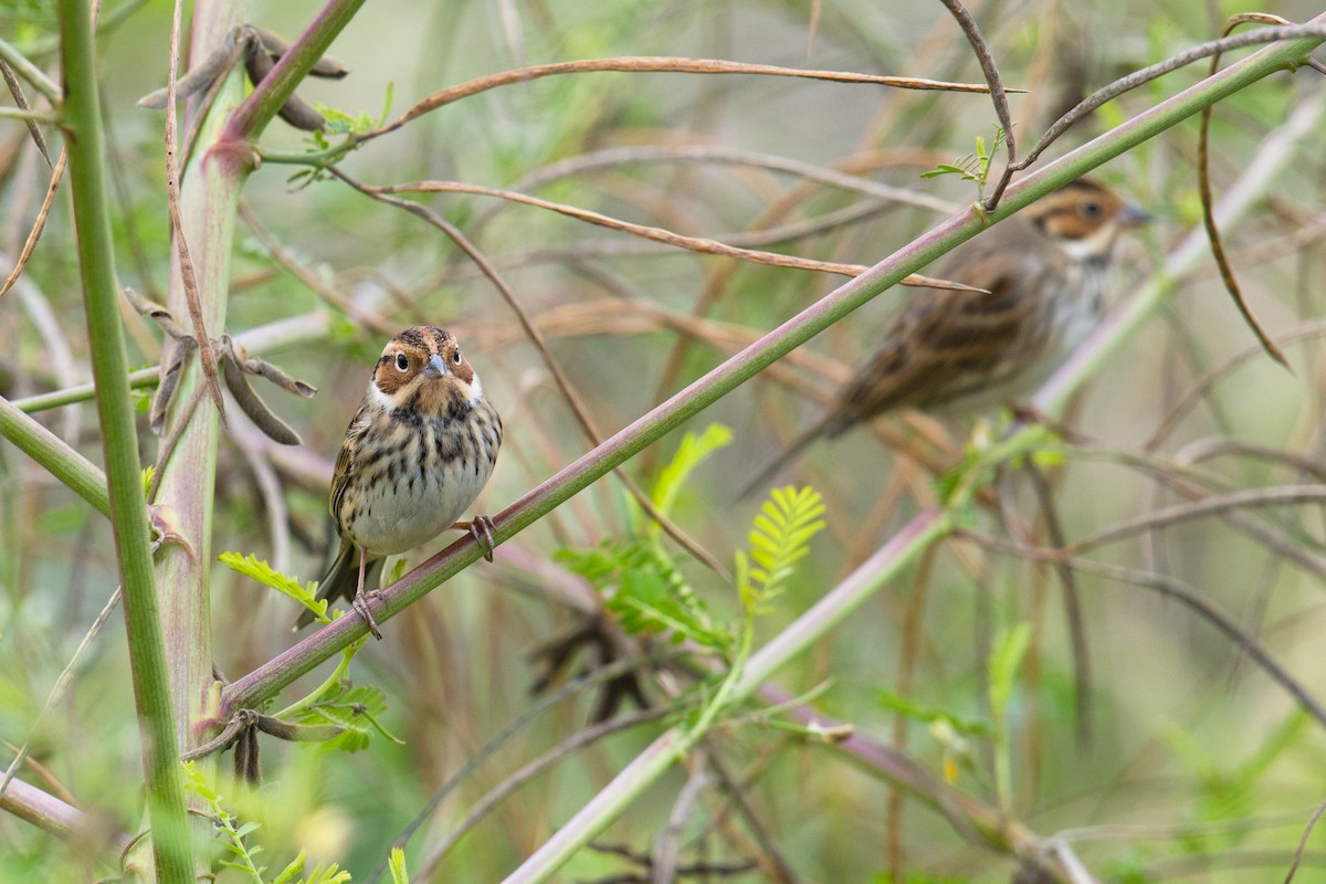 Little Bunting - ML74706381