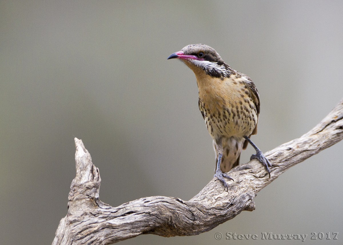 Spiny-cheeked Honeyeater - ML74707951