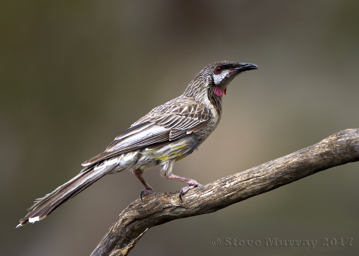 Red Wattlebird - Stephen Murray