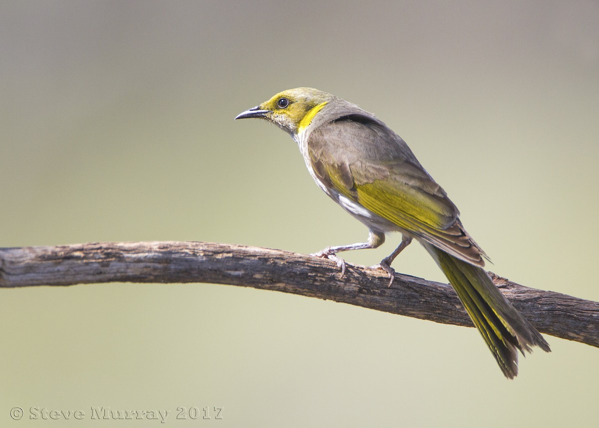 Yellow-plumed Honeyeater - ML74708511