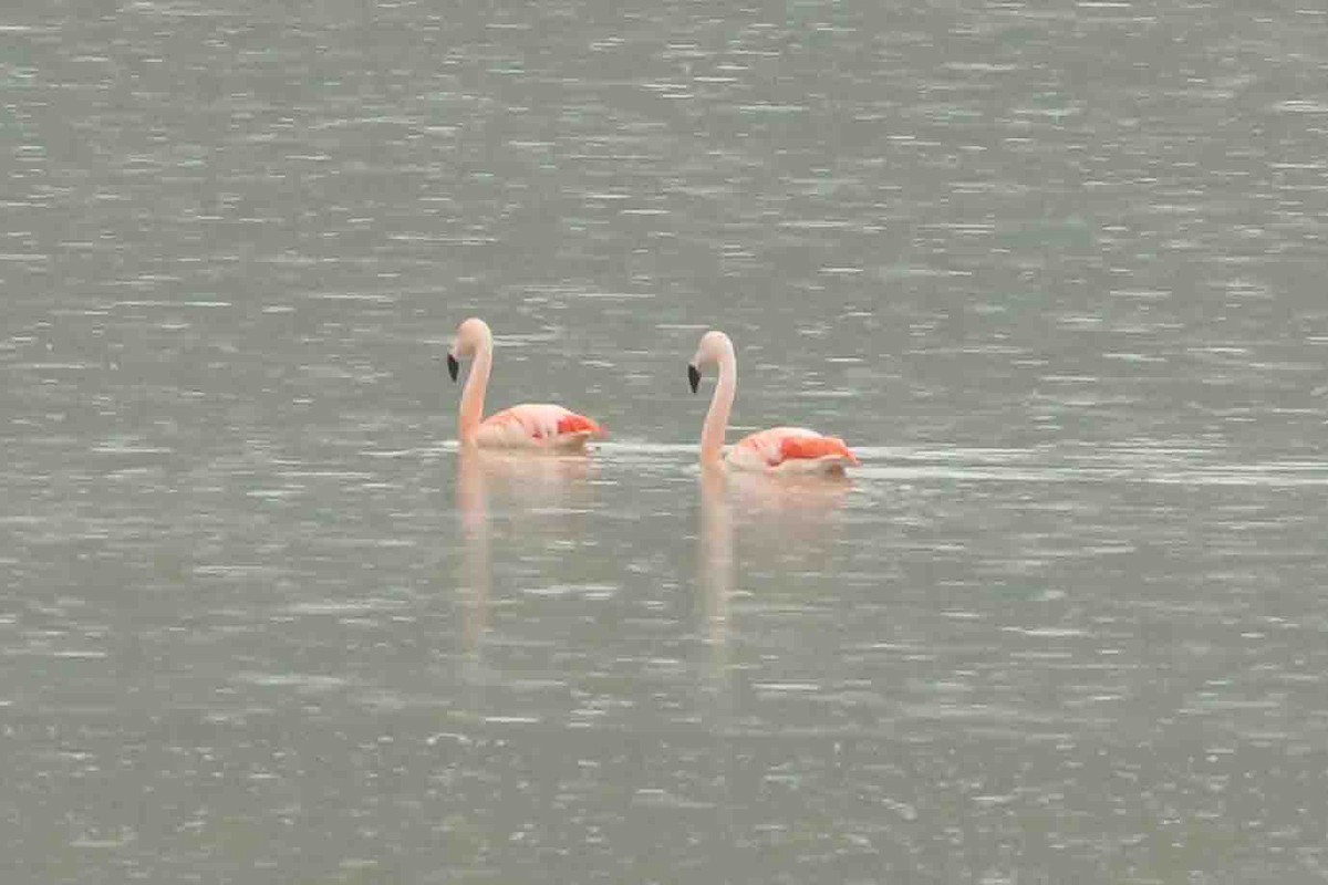 Chilean Flamingo - ML74708701