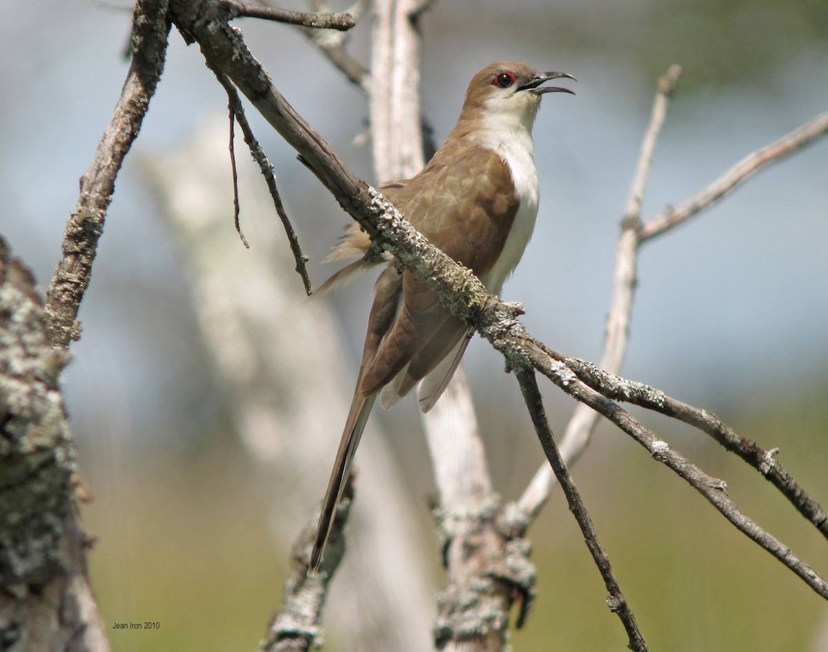 Black-billed Cuckoo - ML74709951