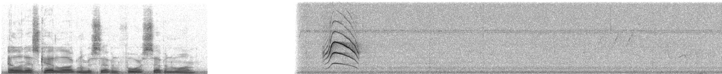 Starkschnabel-Maskentyrann (pitangua) - ML7471