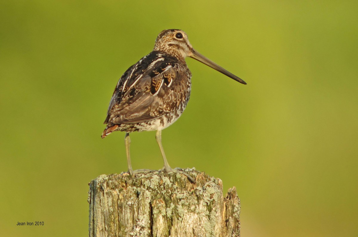 Wilson's Snipe - ML74710071