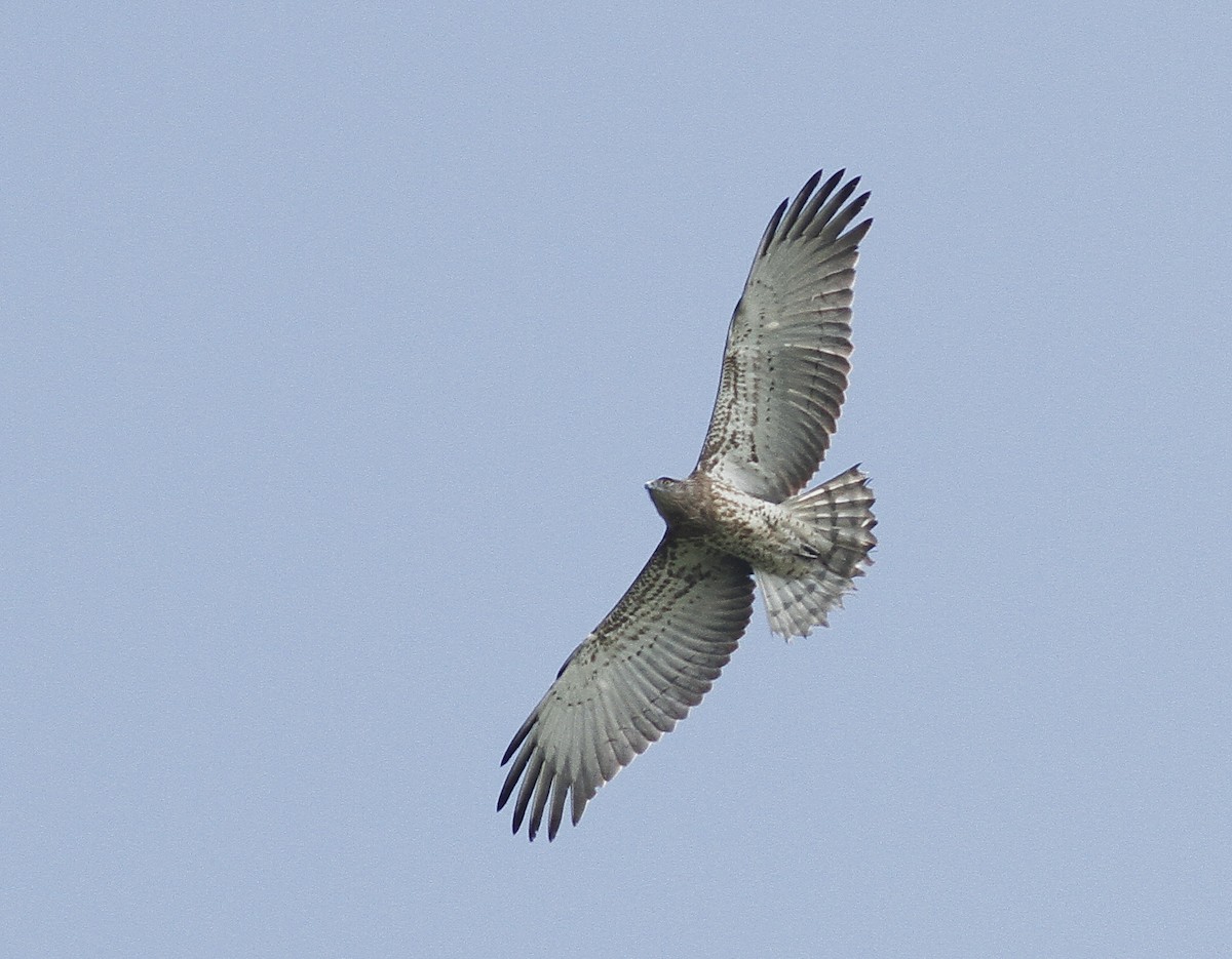 Circaète Jean-le-Blanc - ML74710401