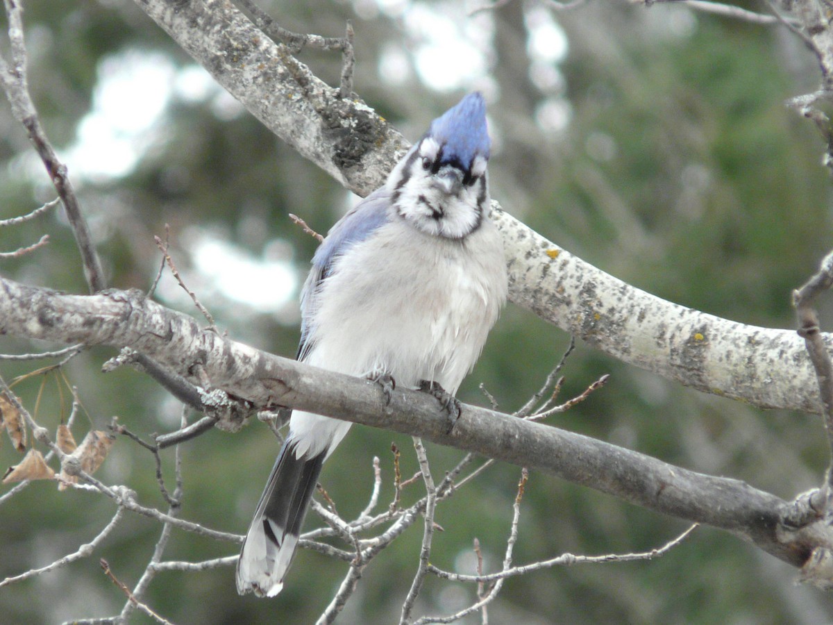 Blue Jay - Douglas Leighton