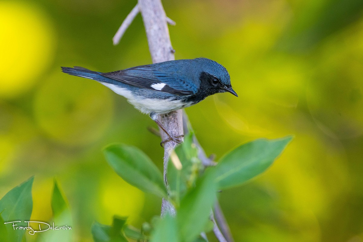 Black-throated Blue Warbler - ML74710861