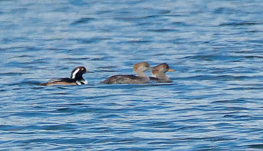 Hooded Merganser - ML74716121