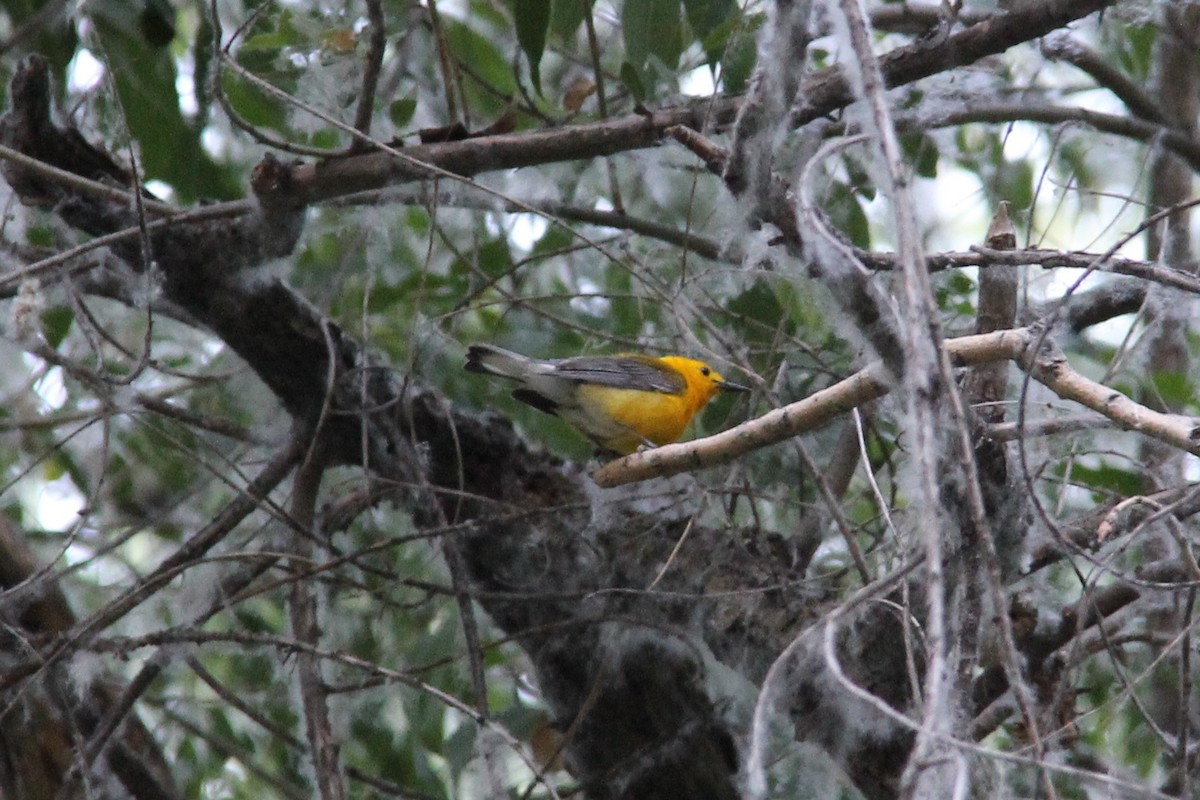 Prothonotary Warbler - ML74716411