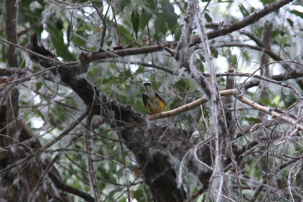 Prothonotary Warbler - ML74716421