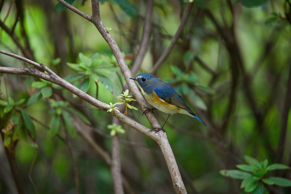 Red-flanked Bluetail - Yasuhiko Komatsu