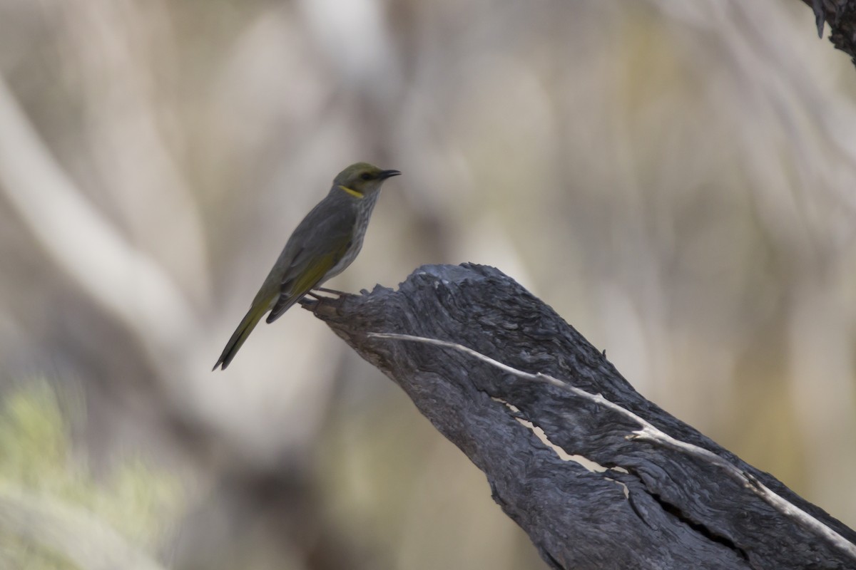 Yellow-plumed Honeyeater - ML74724191