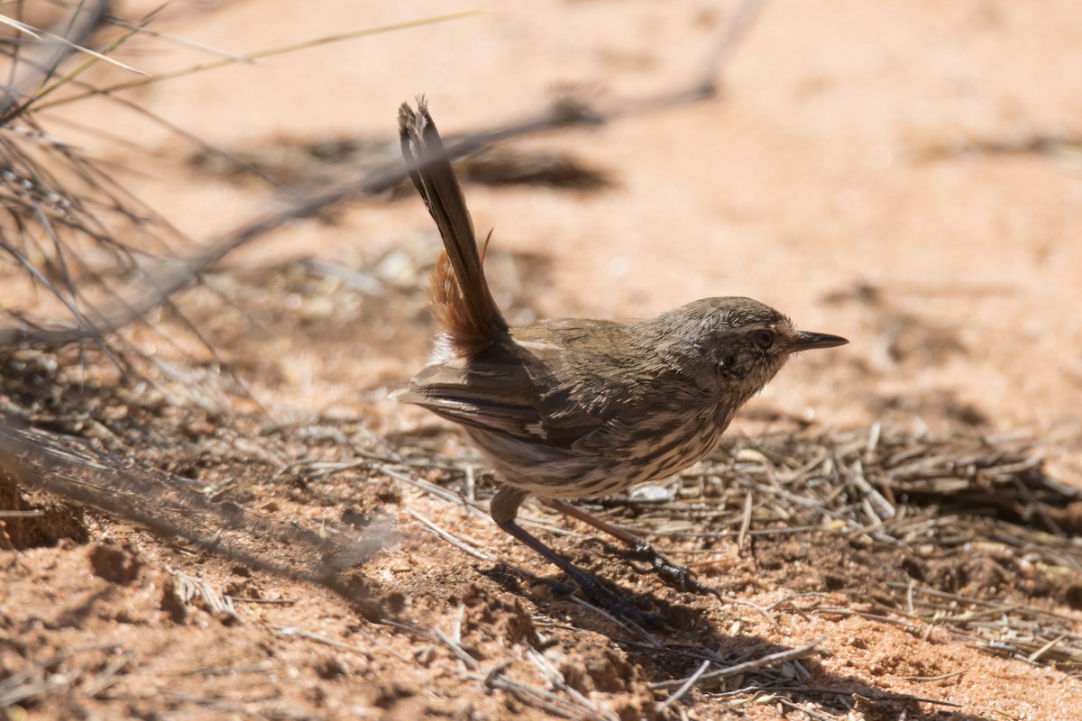 Shy Heathwren - ML74724241