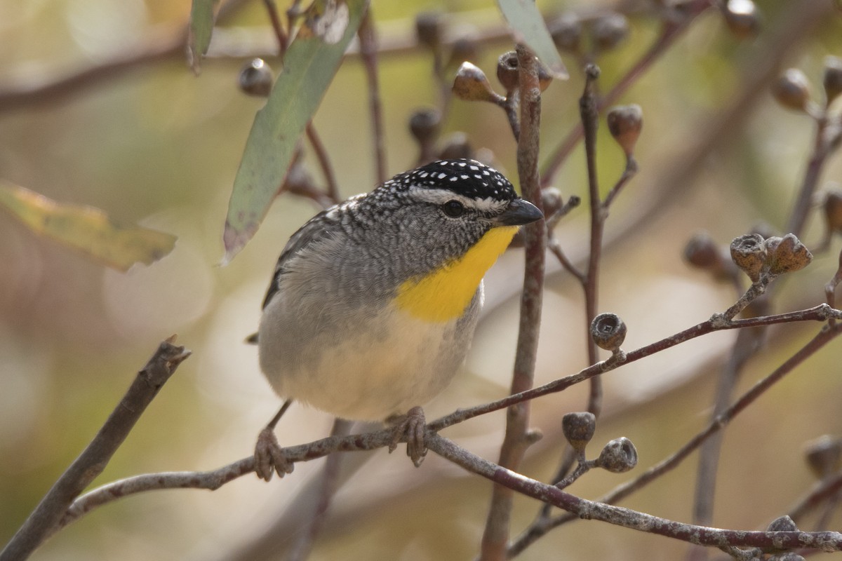 Pardalote pointillé - ML74726061