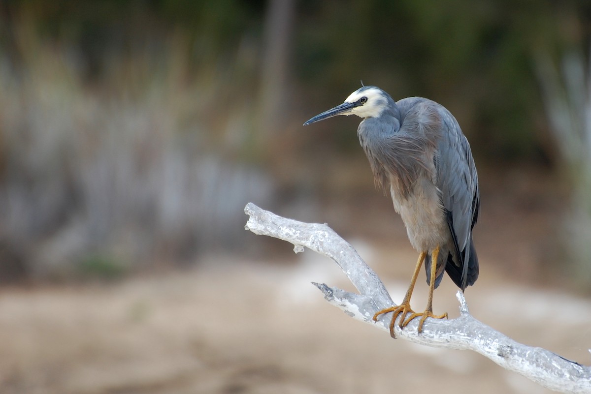 White-faced Heron - Dirk Tomsa