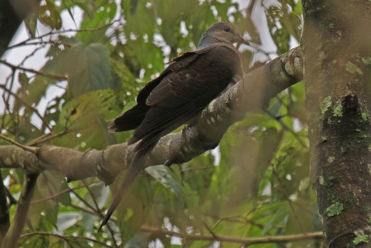 Barred Cuckoo-Dove - ML74726261