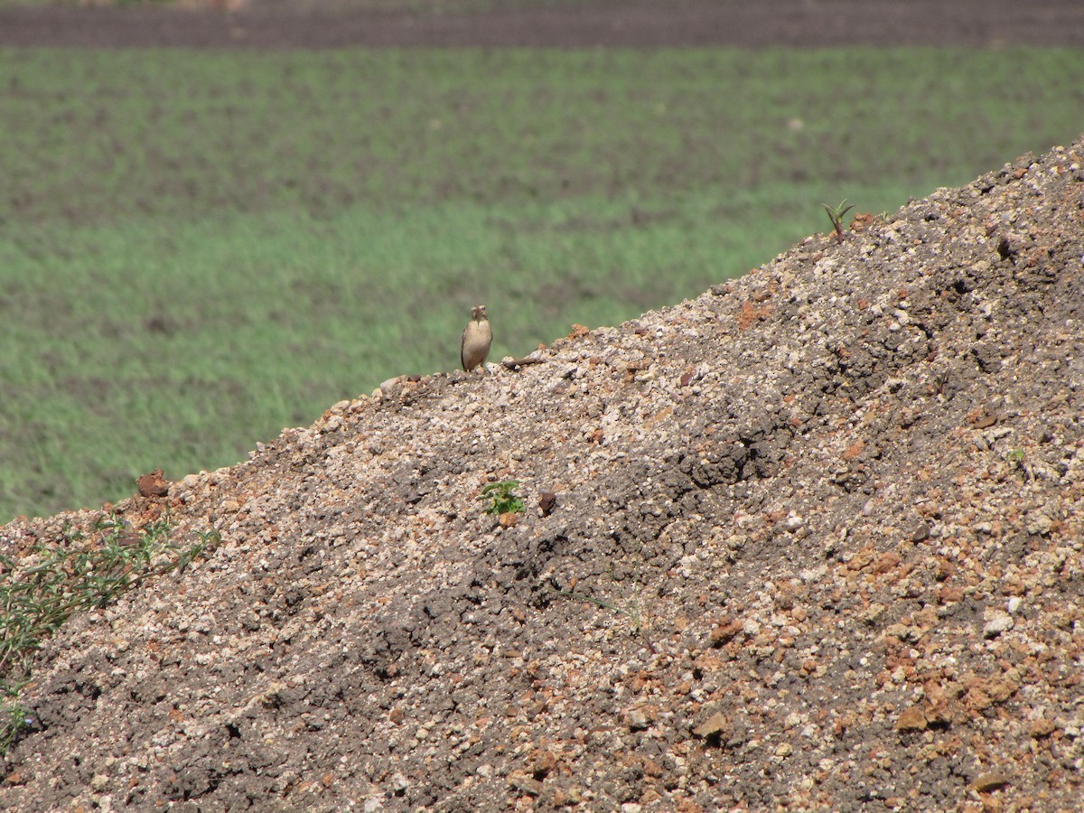 Paddyfield Pipit - ML74726631