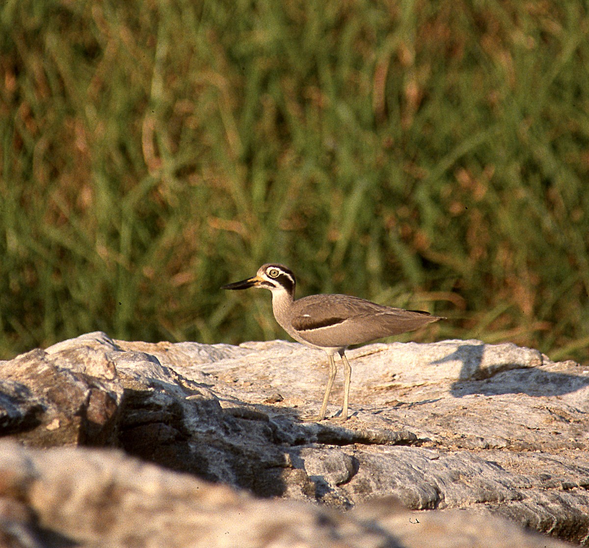 Great Thick-knee - ML74726771