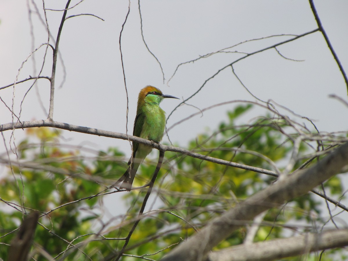 Asian Green Bee-eater - Karunakar  Rayker