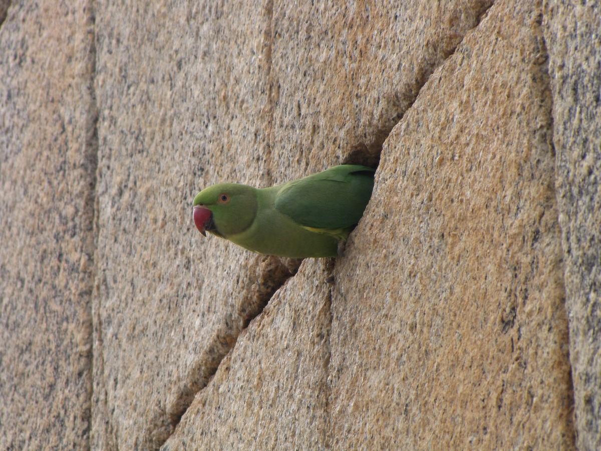 Rose-ringed Parakeet - ML74726941