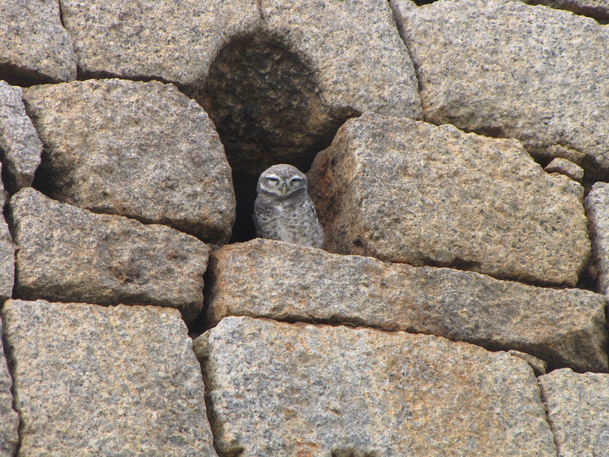 Spotted Owlet - Karunakar  Rayker
