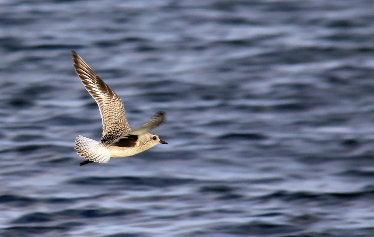 Black-bellied Plover - ML74727611