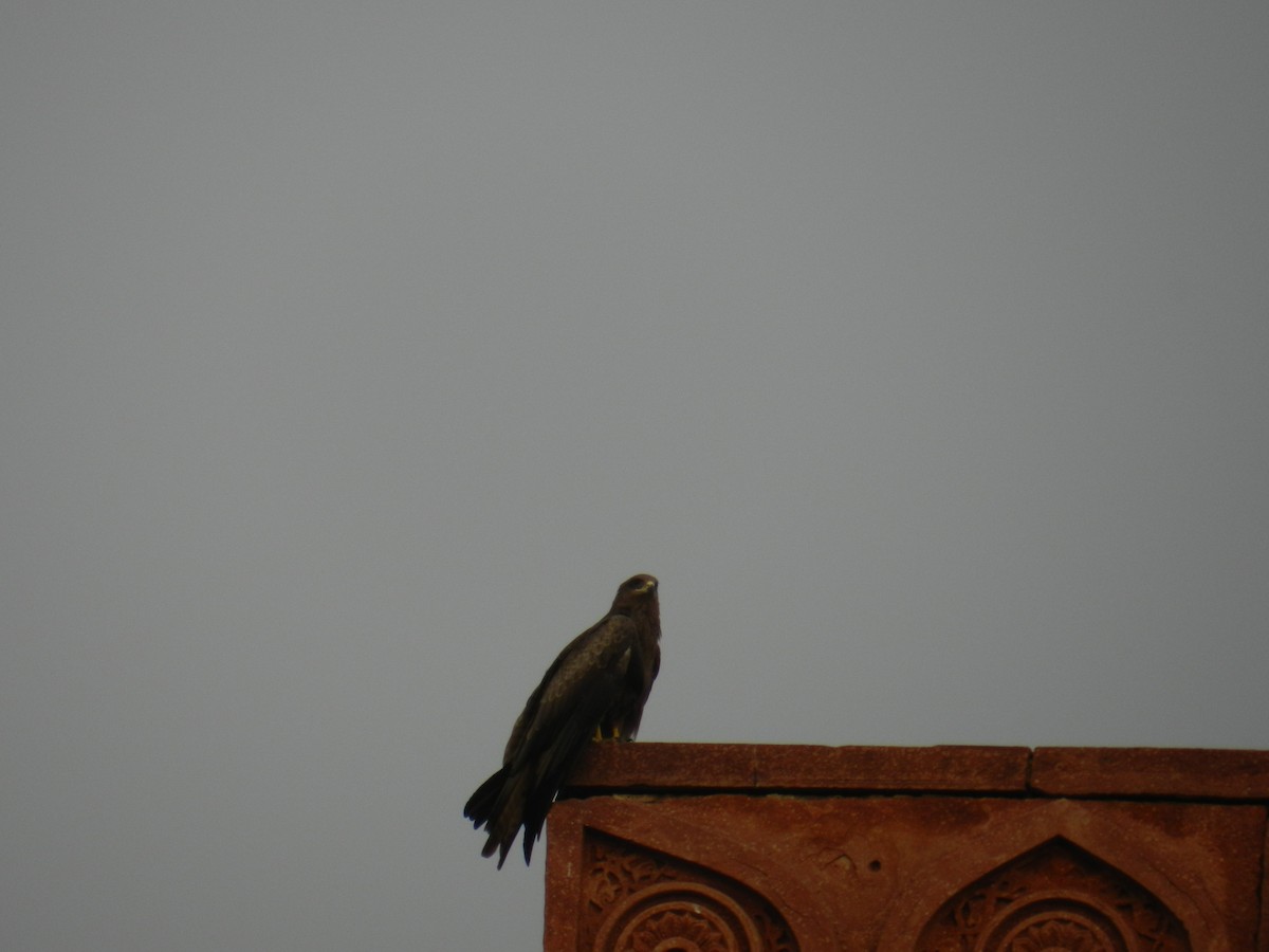 Black-winged Kite - ML74727831