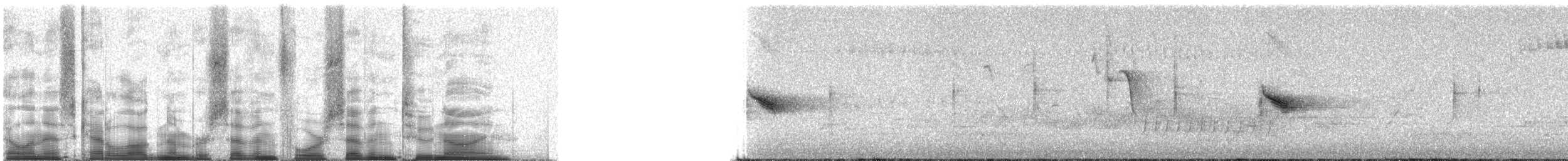 Catharus sp. - ML74729