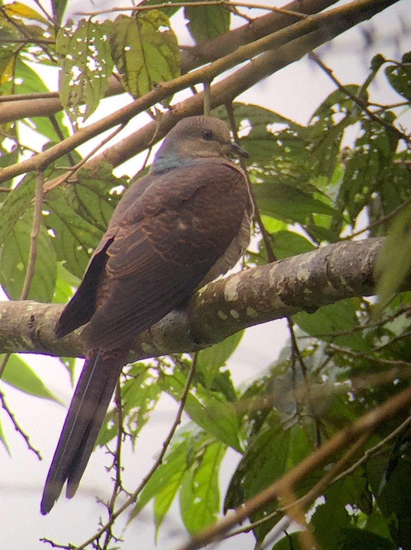 Barred Cuckoo-Dove - ML74729221