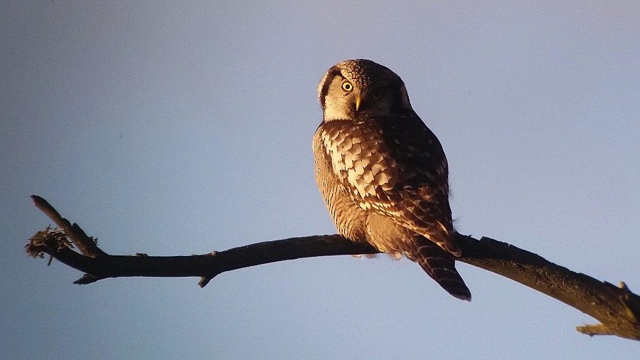 Northern Hawk Owl - ML74729791