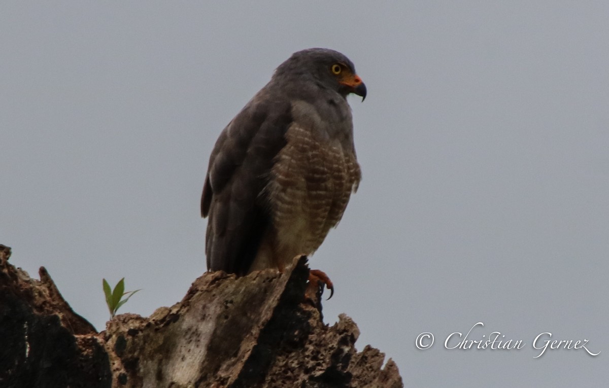 Roadside Hawk - ML74731381