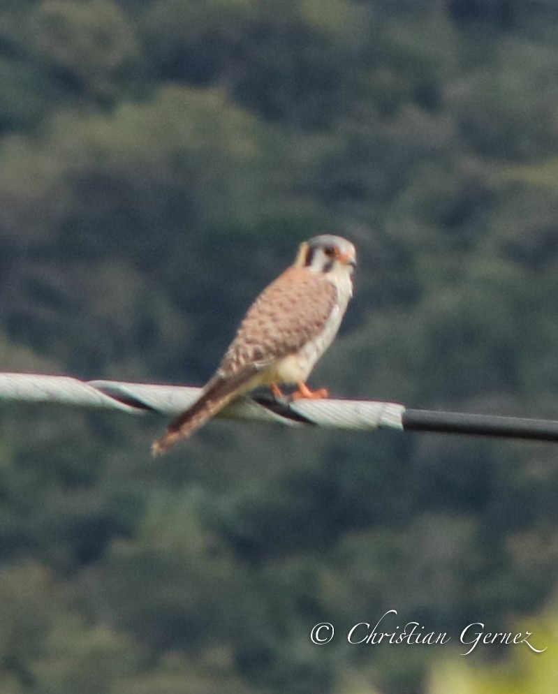 American Kestrel - ML74731421