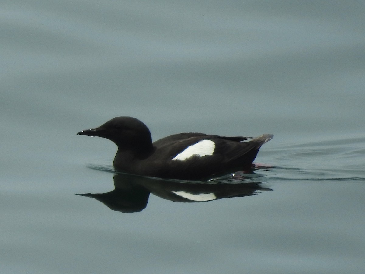 Black Guillemot - ML74732081