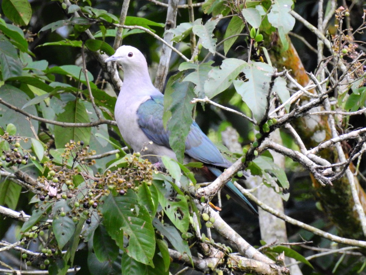 Green Imperial-Pigeon - ML74732121