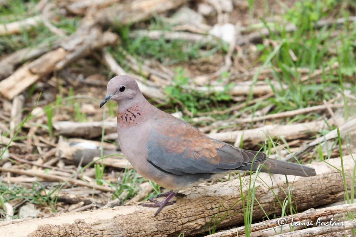 Laughing Dove - ML74733641
