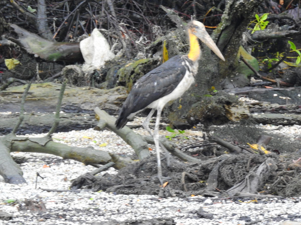 Lesser Adjutant - ML74733701