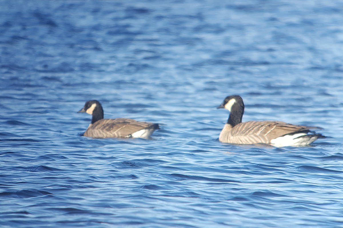 Cackling Goose (Richardson's) - ML74735901