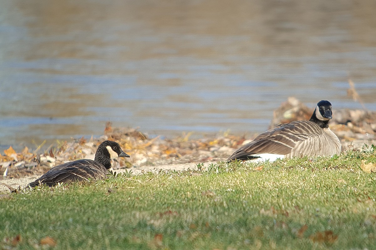 Cackling Goose (Richardson's) - ML74735921