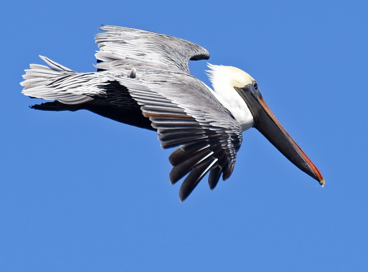 Brown Pelican - ML74736821