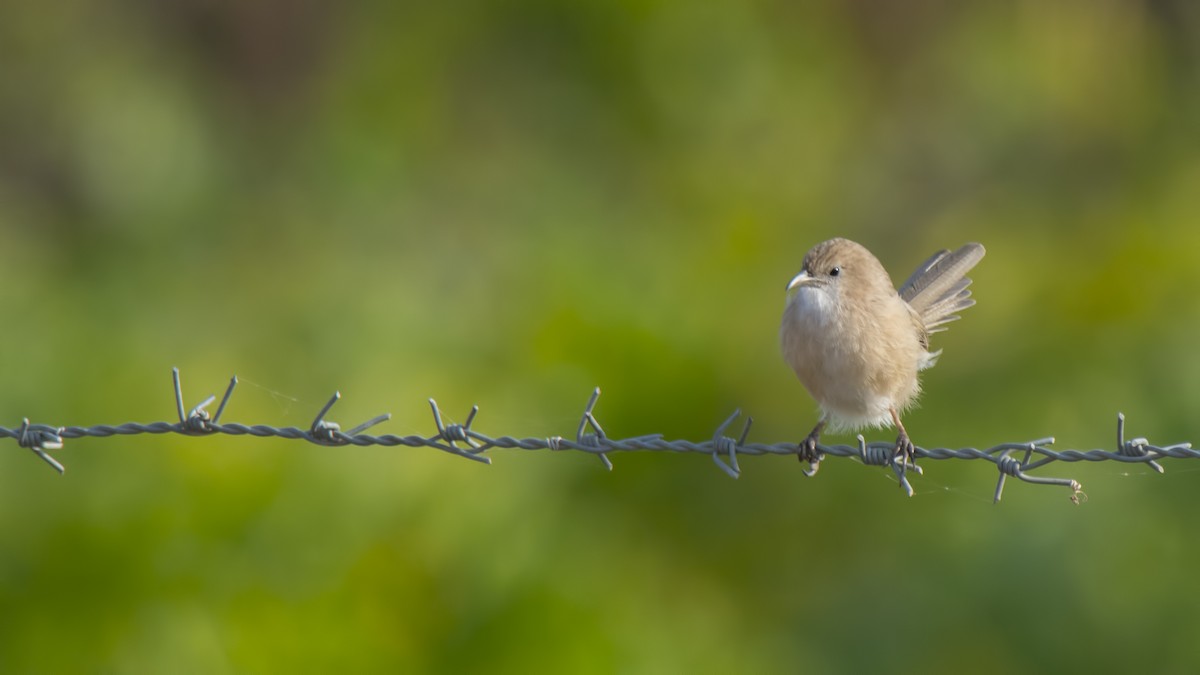 Iraq Babbler - ML74739141