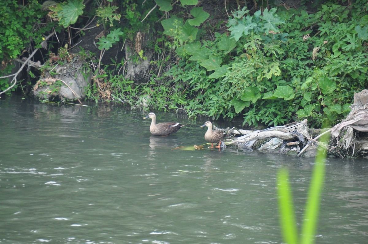 Eastern Spot-billed Duck - Anonymous