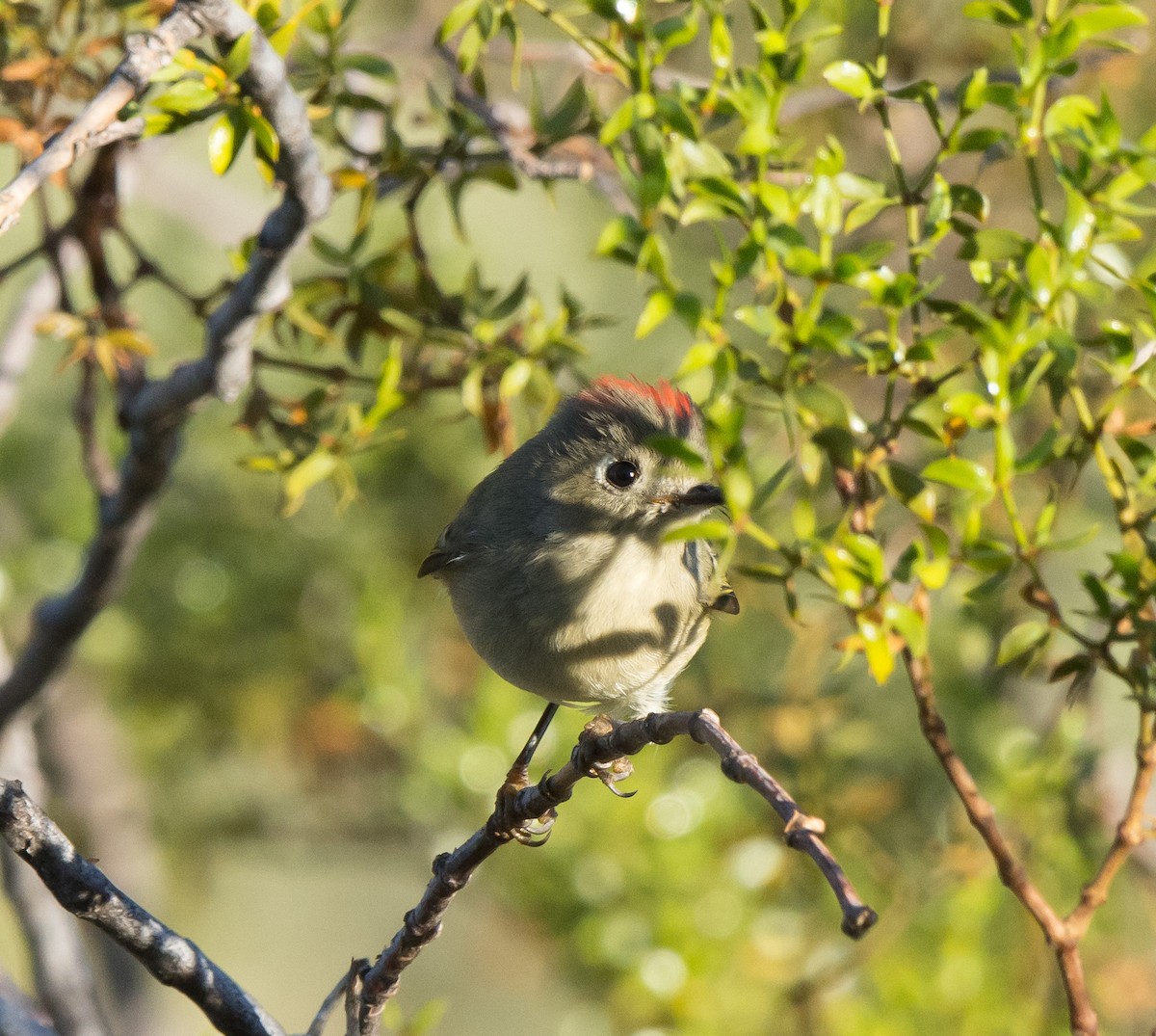 Ruby-crowned Kinglet - ML74741471